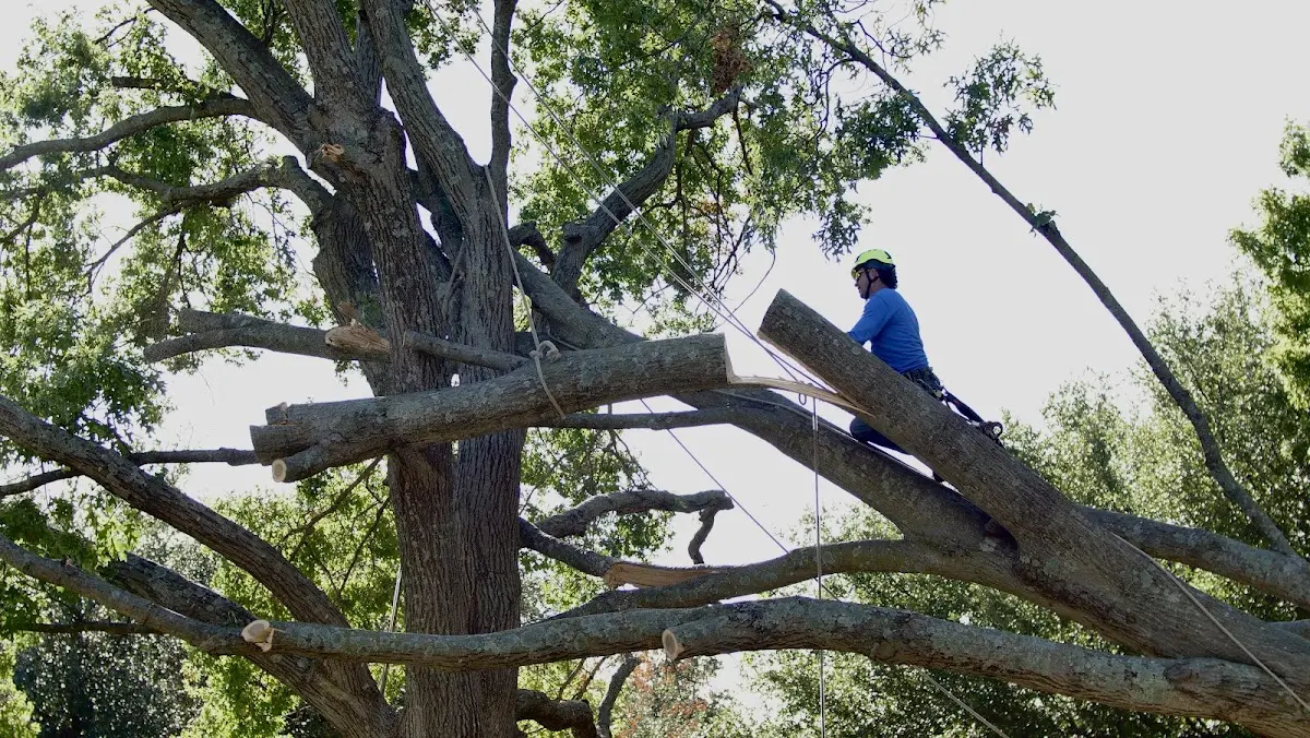 Professional Hazardous Tree Removal performed by certified arborists in Hornbeck