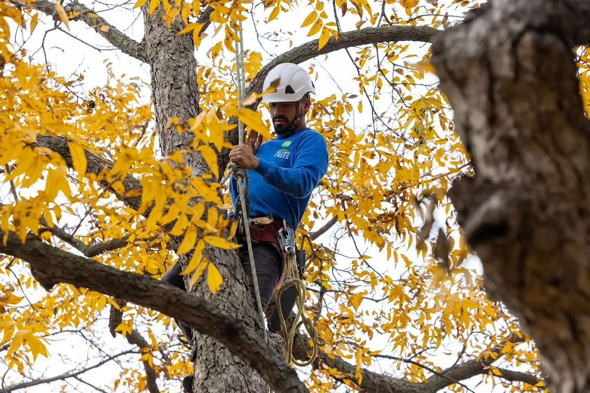 Skilled Tree Trimming crew working in Hornbeck