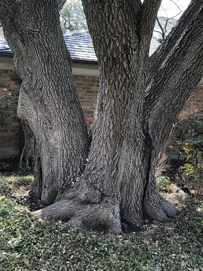 Mature heritage tree close to a Hornbeck property cared for by certified arborists